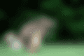 blob