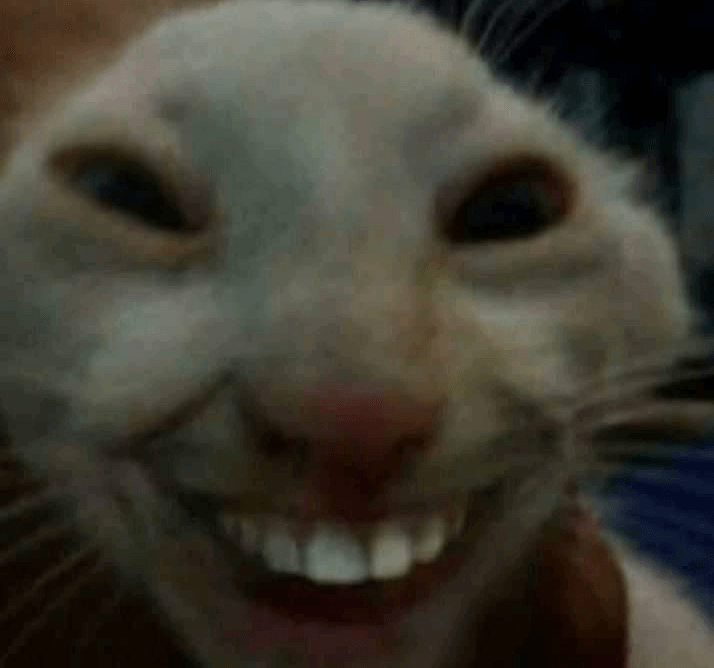 cringe cat.png