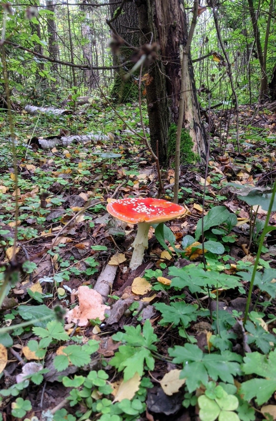 PXL_20250906_072106001~3.jpg