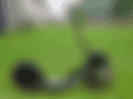 blob