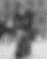 blob