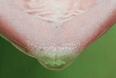 blob