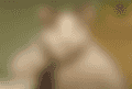 blob