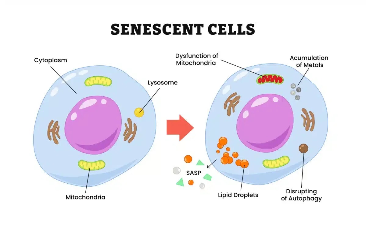 Senescent-cells-diagram-1200x750.jpeg.webp