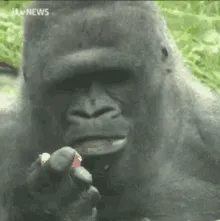 youngboys-nut-gorilla.gif