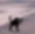 images.jpeg