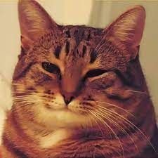 images (1).jpeg