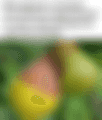 blob