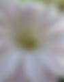 IMG_8127.jpeg