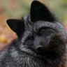 Fox Black