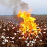 Mr. CottonBurner